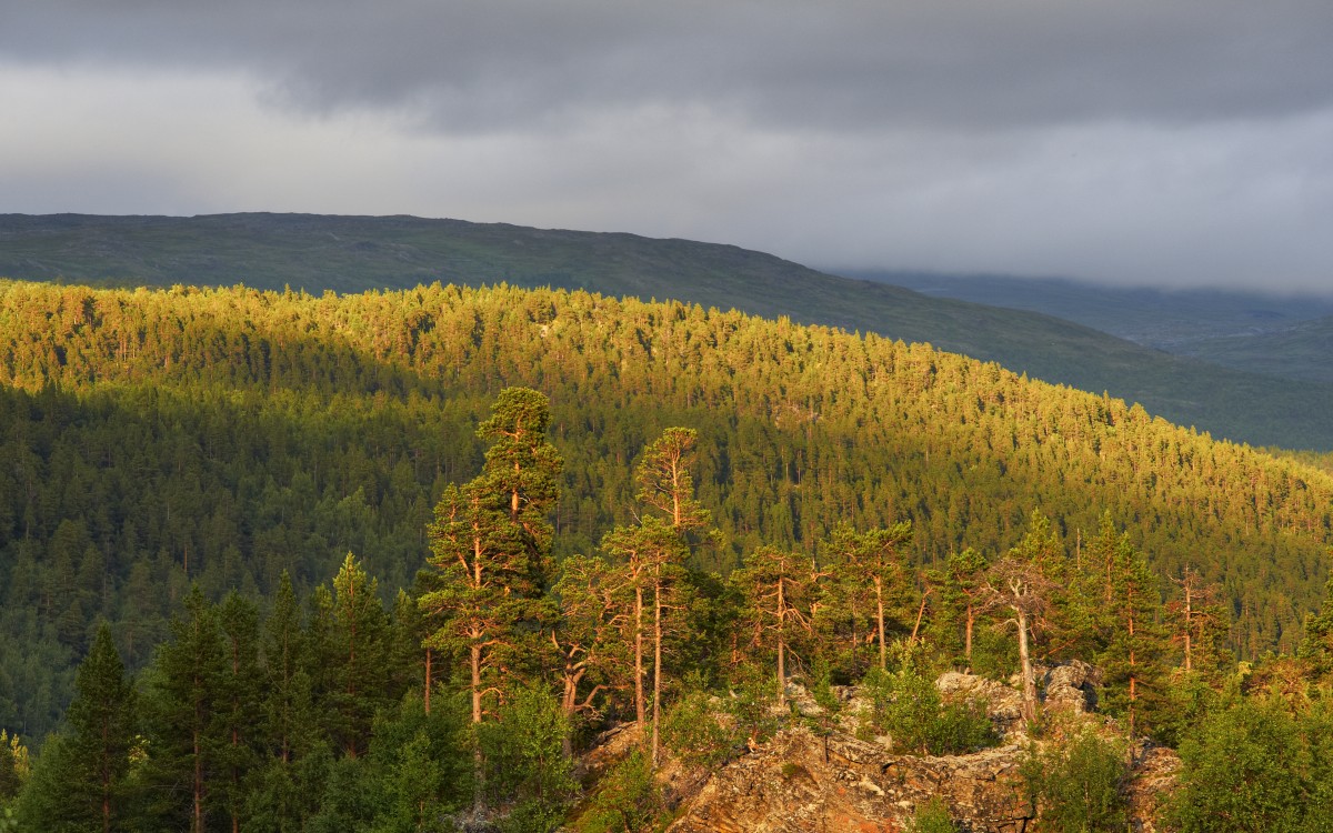 Skog. Foto: Bård Løken / nordnorge.com Skog. Foto: Bård Løken / nordnorge.com