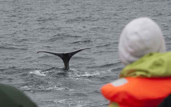 Whale-watching companies in Iceland and Norway has been studied to gain insight into drivers of innovation in experience-based tourism. Photo: Marten Bril  