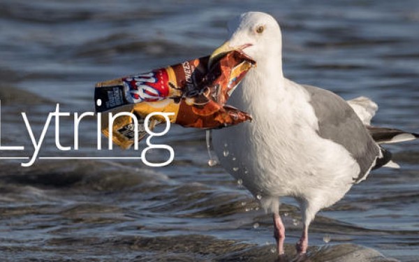 Det blir stadig vanligere at sjøfugl spiser plastsøppel og dør. Foto: Ingrid Taylar