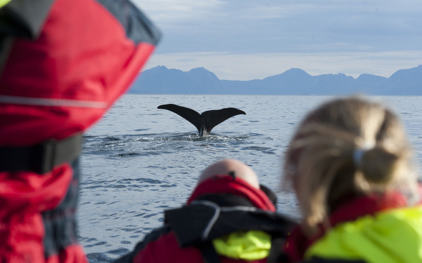 Hvalsafari i Vesterålen. Foto: Marten Bril / Visit Vesterålen
